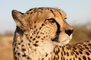 Indian-origin cheetah Mukhi gives birth to 5 cubs