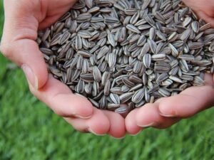 Draft Seeds Bill 2025