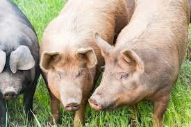 African Swine Fever Prevention Policy in Assam