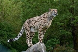 8 cheetahs are set to arrive from Botswana