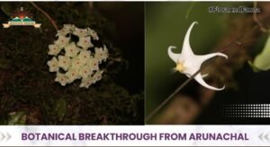 New Hoya davodiensis species discovered in Arunachal Pradesh