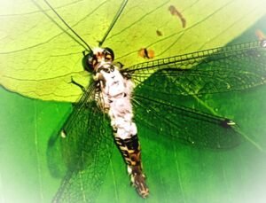 Discovery of a new owlfly species Protidricerus albocapitatus