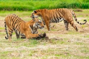 Madhya Pradesh faces tiger death crisis
