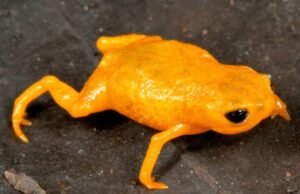 New microscopic frog species pumpkin toadlet