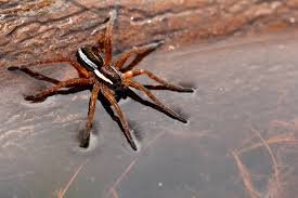 New raft spider Dolomedes indicus discovered