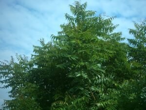 Dieback disease in Neem trees