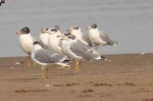 Rare migratory bird Pallas Gull