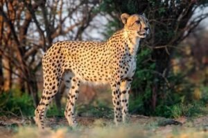 International cheetah day