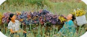 Flower Lady of Manipur Chokhone Krichena