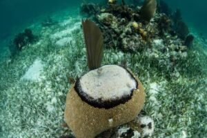 Black band disease in the Great Barrier Reef