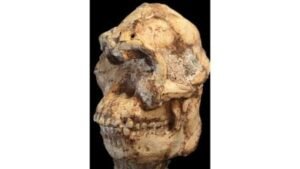 Little Foot fossil new species of human ancestor