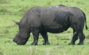 Dehorning process helps in conservation of rhinos