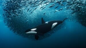 UN Non-Nationally Relevant Agreement on Biological Diversity Officially Enters Into Effect