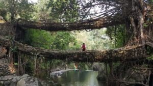 Meghalaya world-famous living root bridge nominated for UNESCO World Heritage Site
