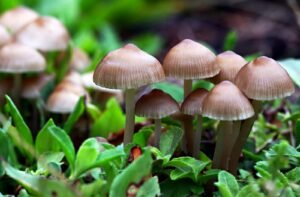 New mushroom species Hemileccinum indicum discovered