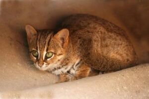 Rare Rusty-Spotted Cat Spotted in Rajasthan