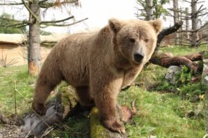 Declining Himalayan Brown Bear Population