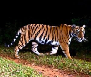 First phase of All India Tiger Estimation 2026 begins