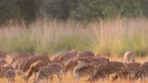 Hi-tech rescue center to be built in Alwar Biological Park