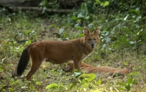 Rare Asiatic Wild Dog spotted in Madhya Pradesh