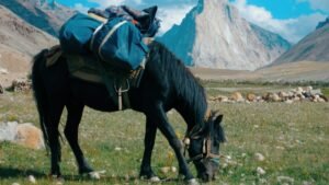 Zanskar ponies included for the first time in the 77th Republic Day parade