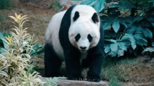 Japan Returns Last Two Giant Pandas to China