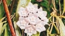 New flowering species Hoya nagaensis discovered