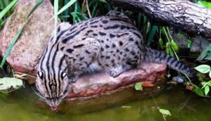 Kaziranga Emerges as Global Stronghold for Fishing Cat