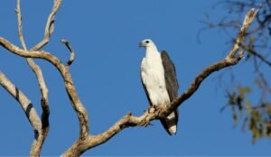 White-bellied sea eagle
