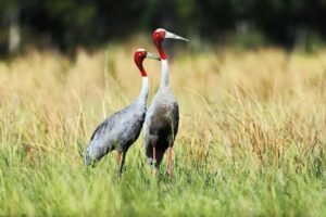 Increase in the population of cranes in Uttar Pradesh