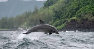 Odisha Dolphin Census 2026