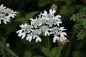New plant species Tetratenium picaedae discovered in Kerala