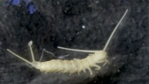 New micro-arthropod named Lepidocampa sikkimensis discovered