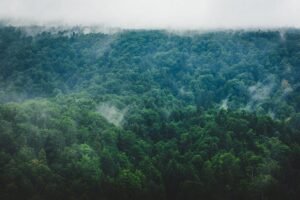 Approval for diversion of forest land for irrigation project within Veerangana Durgavati Tiger Reserve