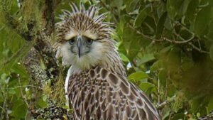 Philippine eagle