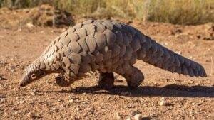 Pangolin-based CITES report