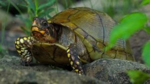 Galapagos National Park Hybrid Giant Tortoise Recovery Campaign