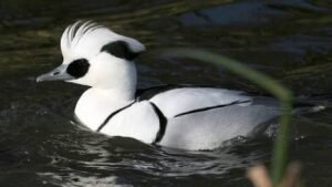 Rare smew bird