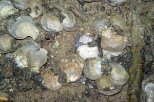 ICAR achieves major success in captive breeding of mangrove clams