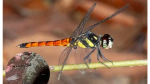 New dragonfly species Lyriothemis keralensis discovered in Kerala