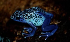 The Poison Dart Frog