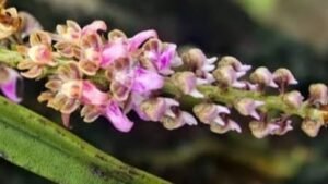 New orchid species named Diplocentrum papillosum discovered in Kerala
