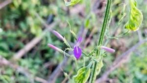 New flowering plant species Dicliptera pakhalica discovered in Pakhal Wildlife Sanctuary