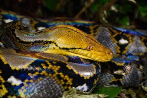 World Longest Snake Discovered in Indonesia