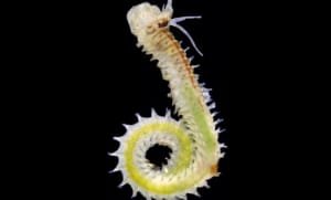 New species of marine worm discovered in the coastal region of West Bengal