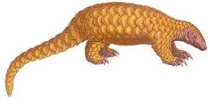 Complete ban on hunting and trade of pangolins