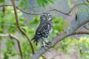 Rare Forest Owlet