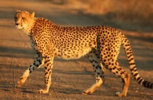 Female cheetah Jwala birth to five healthy cubs