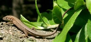 New grass lizard Takydromus ultapanaensis discovered
