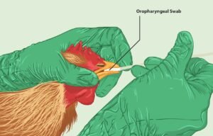 New outbreak of bird flu (H5N1) in Japan
